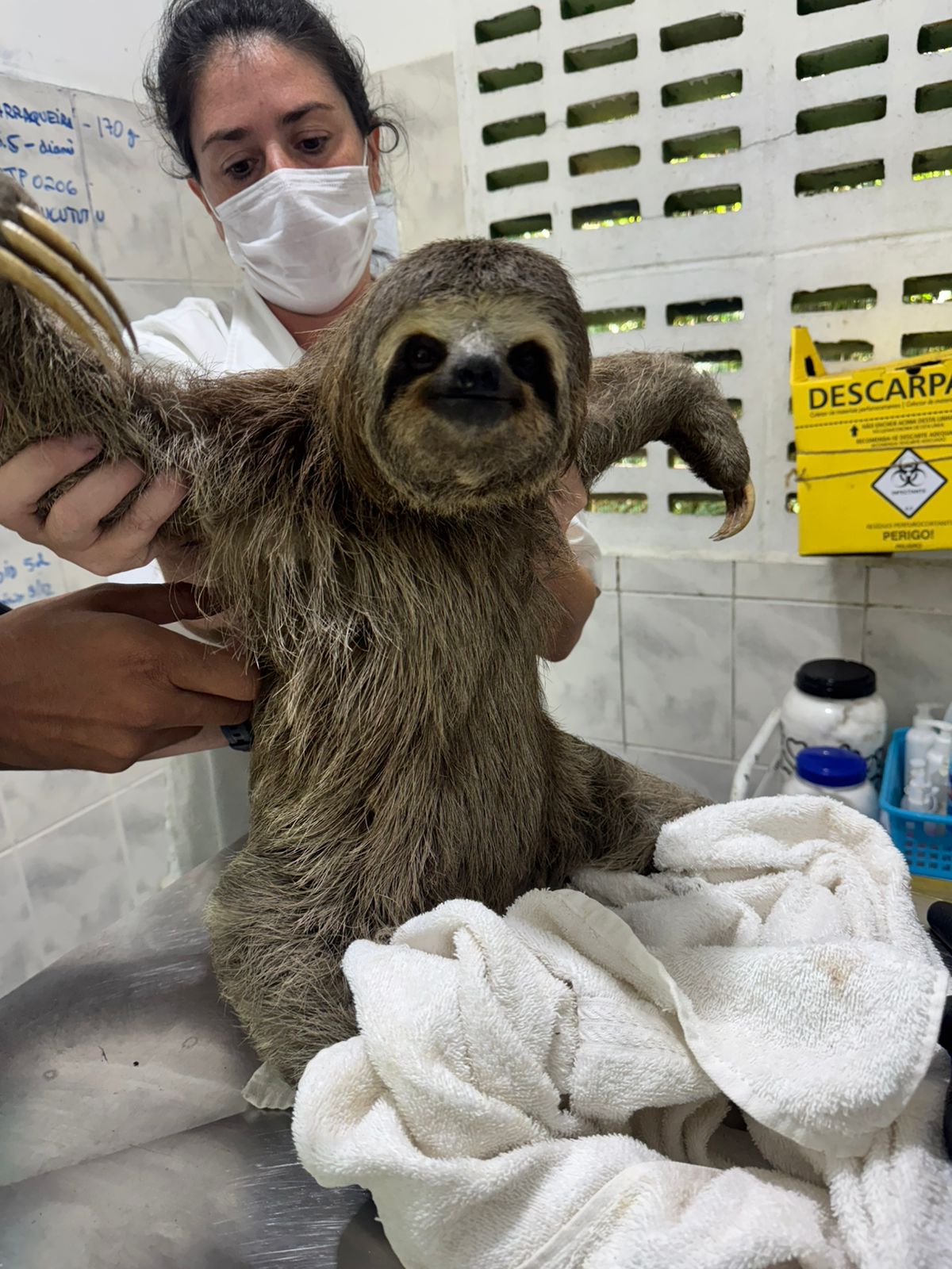 Programa proteção resgata animais em rodovias do Litoral Sul e Alto Tietê
